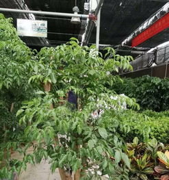 绿植租摆 打造绿色高效办公空间的明智选择