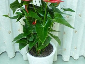 广州天河专业租花 一站式花卉绿植租借，价格透明，免费送货，服务至上