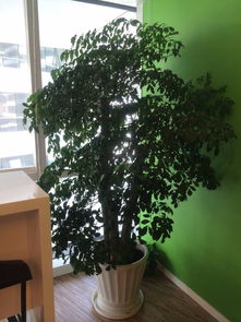 北京租花公司 打造绿色办公与生活空间的专业之选