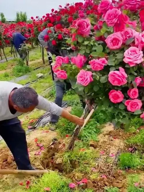 春种正当时 基地直供精品玫瑰老桩，南北皆宜，买一赠二不容错过