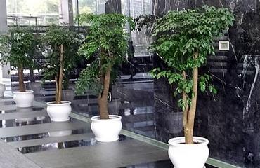 南昌办公绿植租摆新风尚 为何云景花卉成为企业首选