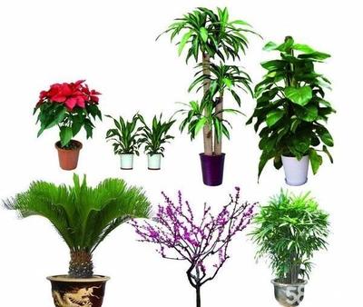 南京办公与家居绿意焕新 花卉绿植租赁与私家花园设计全解析