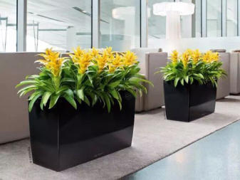 企业绿意新选择 办公室植物租赁与绿植租摆一站式服务