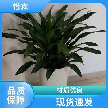 绿意盈门 北京花卉苗圃基地批发与租借服务详解