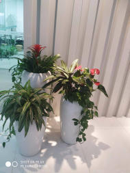 绿色生活，触手可及 花卉绿植租借的全方位指南