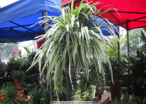 绿色生活新选择 植物出租，让办公与家居充满生机