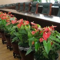 沙坪坝花卉租摆_渝北区花卉出租_璧山绿植租赁-园林绿化施工